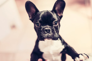 New Animal Hospital Offers Chiropractic Care for Pets - Austin TX Chiropractor