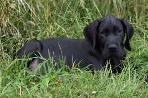 Study Showed Chiropractic Helping a Dog with Tremors - Austin Chiropractor Best